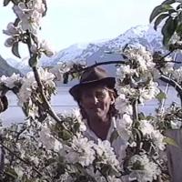 Skjermdump fra Busserulls video Plukka plommer i Hardanger.