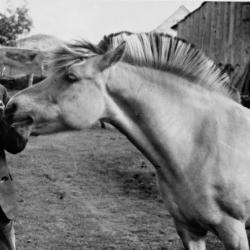 Flere detaljer Fartein Valen med hest. Foto: Trygve Bauer-Nilsen. Eier: Nasjonalbiblioteket
