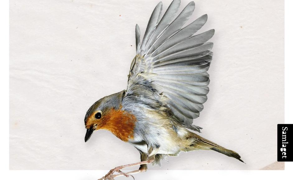 Fuglestribunalet av Agnes Ravatn