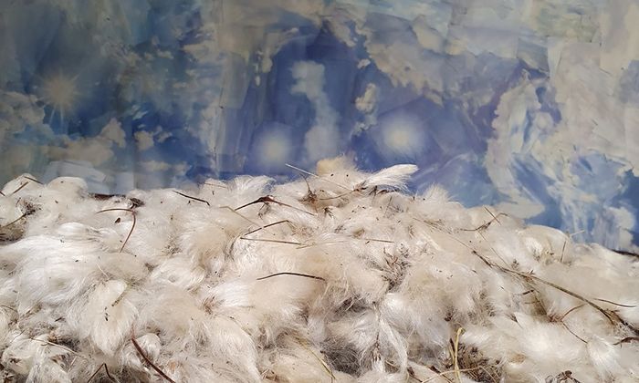 Foto av dun mot blå bakgrunn.