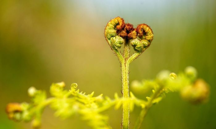 Blomst i naturen