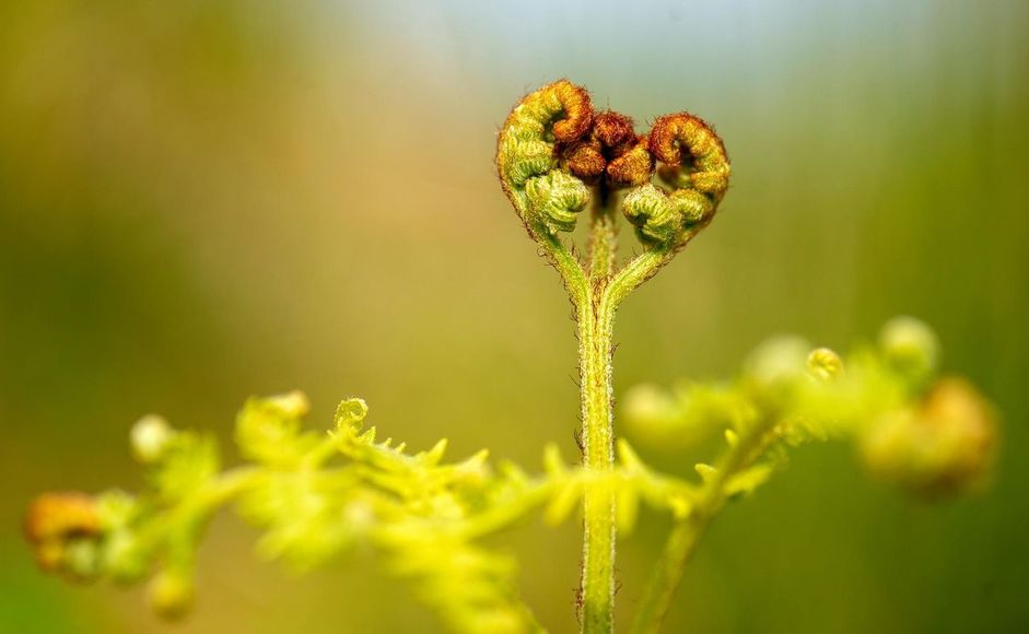 Blomst i naturen