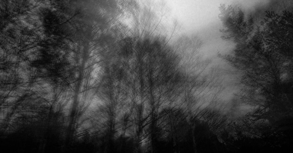 Skog svart/hvitt-bilde