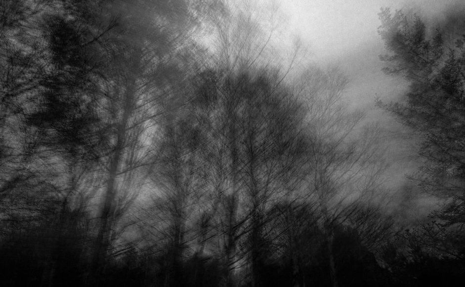 Skog svart/hvitt-bilde