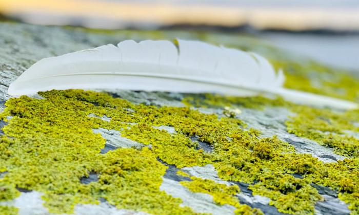 Fjør på stein med lav på