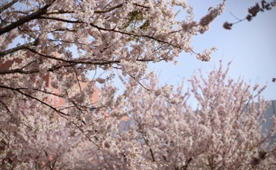 Et kirsebærtre i full blomstring Foto: Solfrid Sande